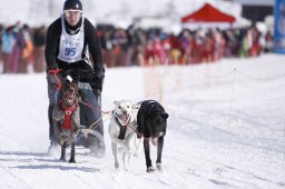 Lenk 2013